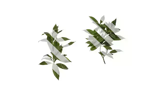 Anydrafts Gardenia jasminoides Atlas 07