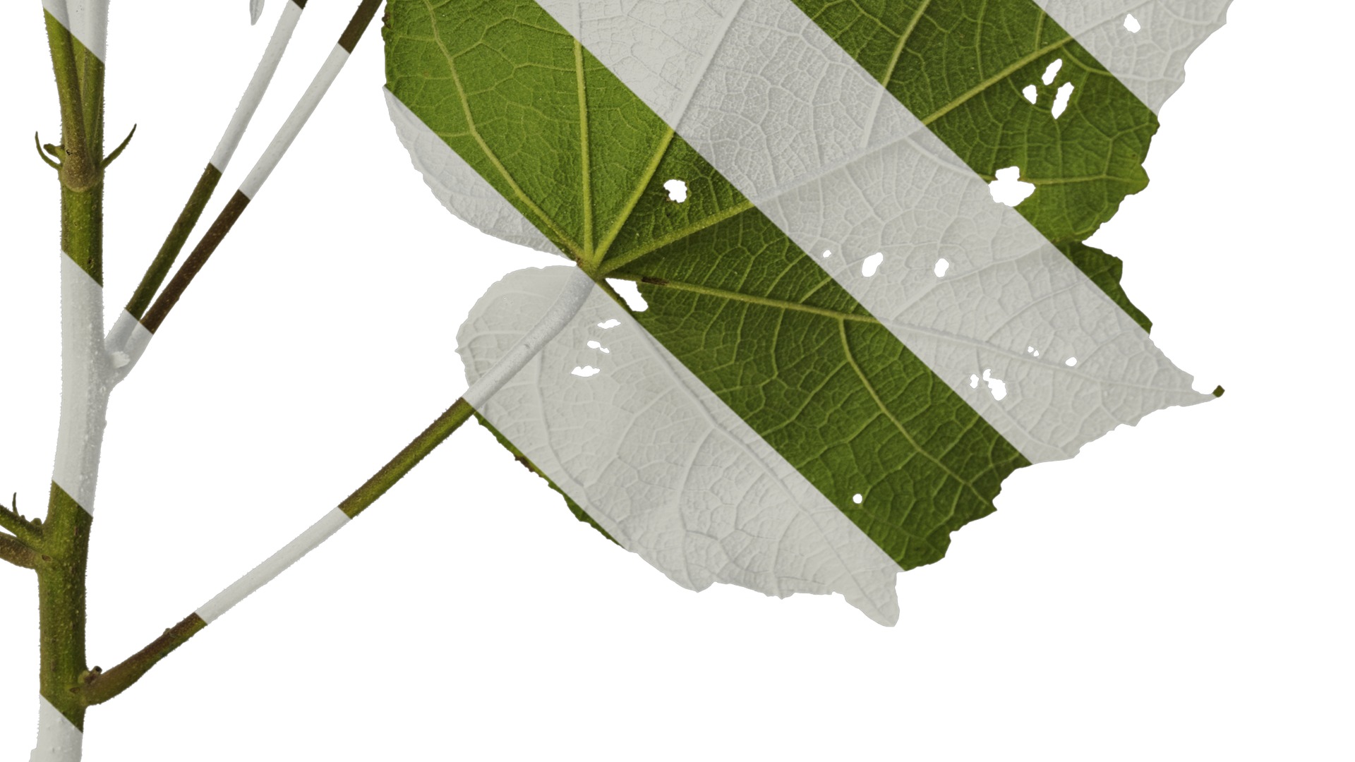 Anydrafts Hibiscus mutabilis Atlas 03 Texture_6