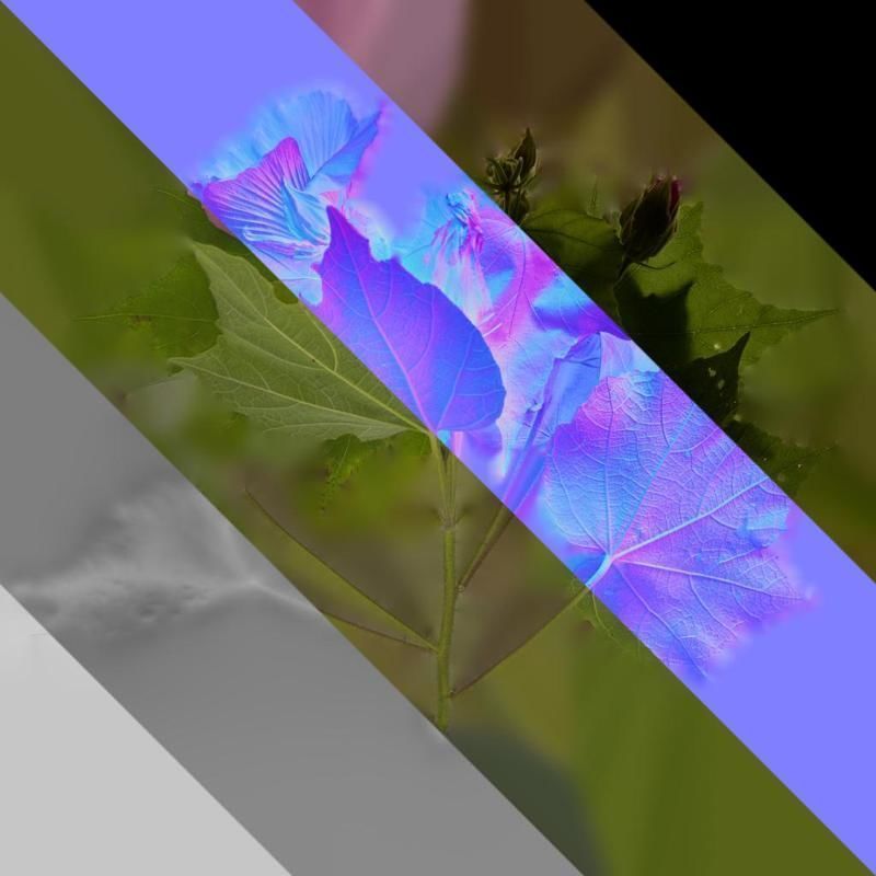 Anydrafts Hibiscus mutabilis Atlas 03 Texture_8