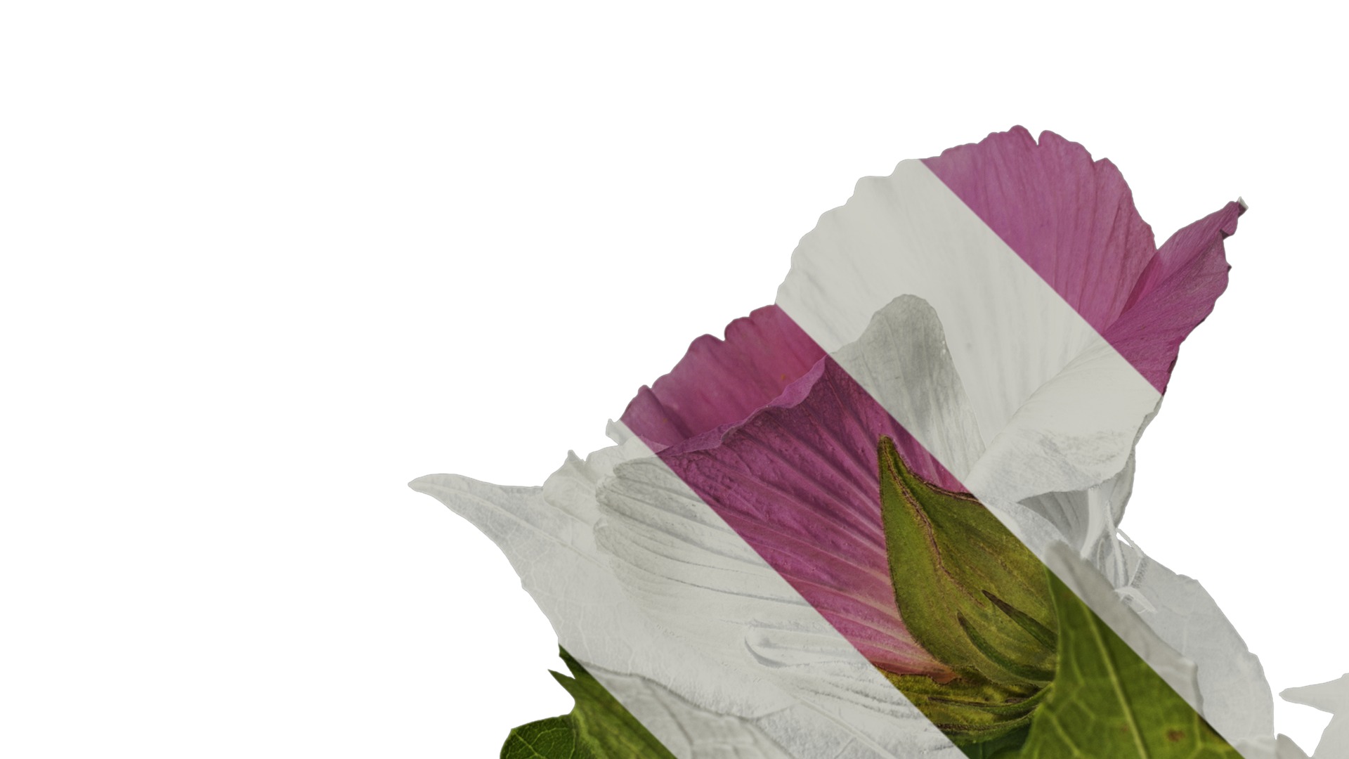 Anydrafts Hibiscus mutabilis Atlas 03 Texture_1