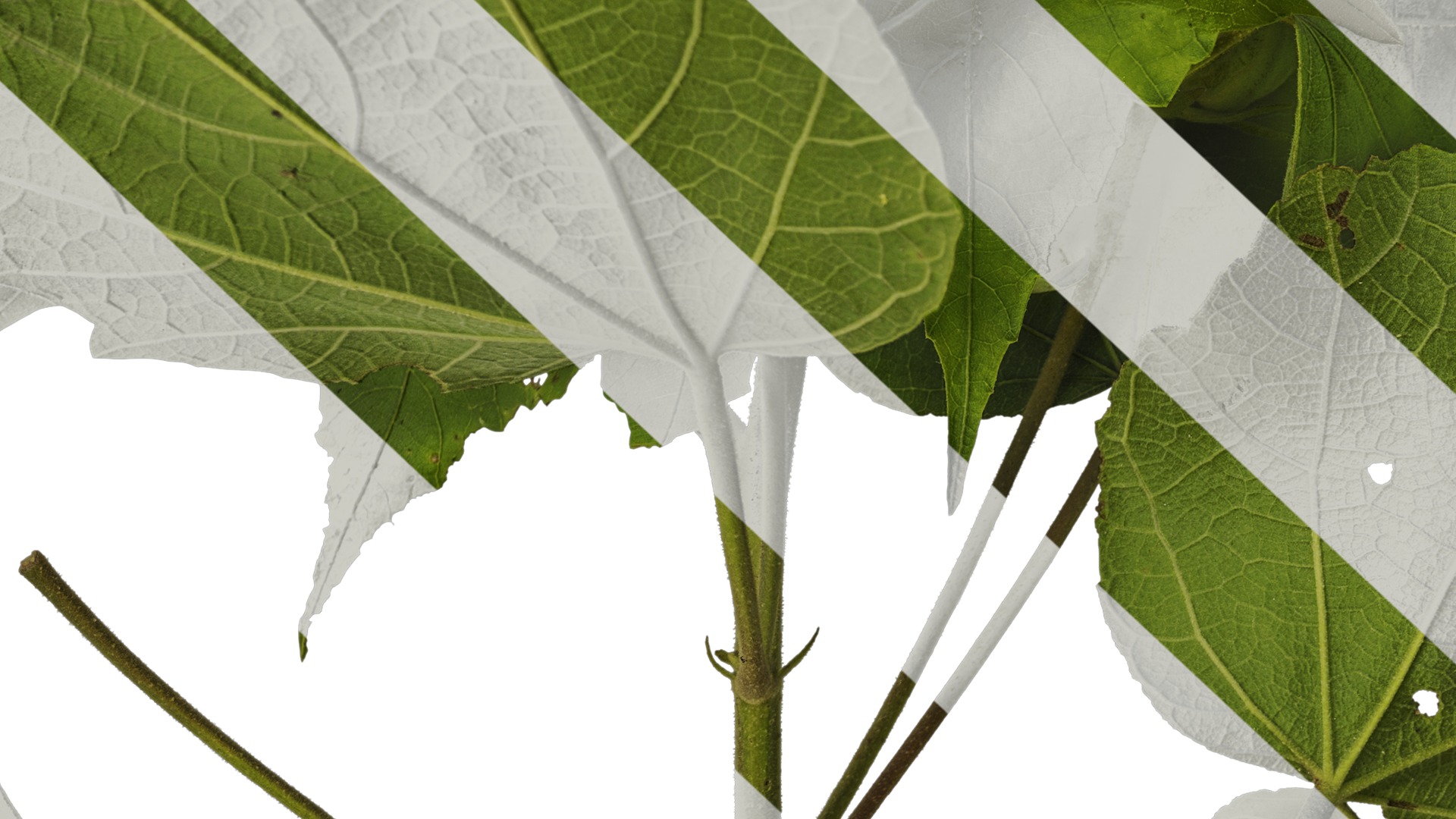 Anydrafts Hibiscus mutabilis Atlas 03 Texture_7