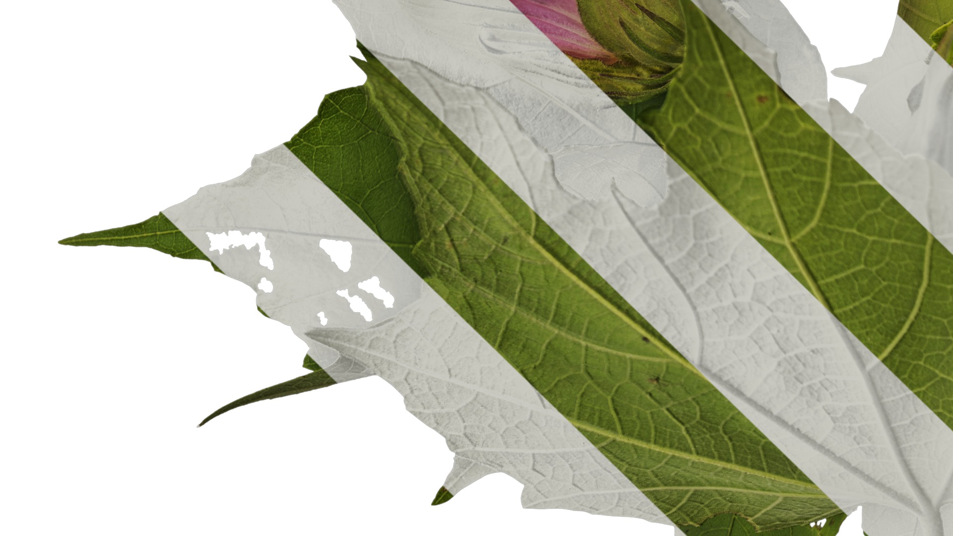 Anydrafts Hibiscus mutabilis Atlas 03 Texture_3