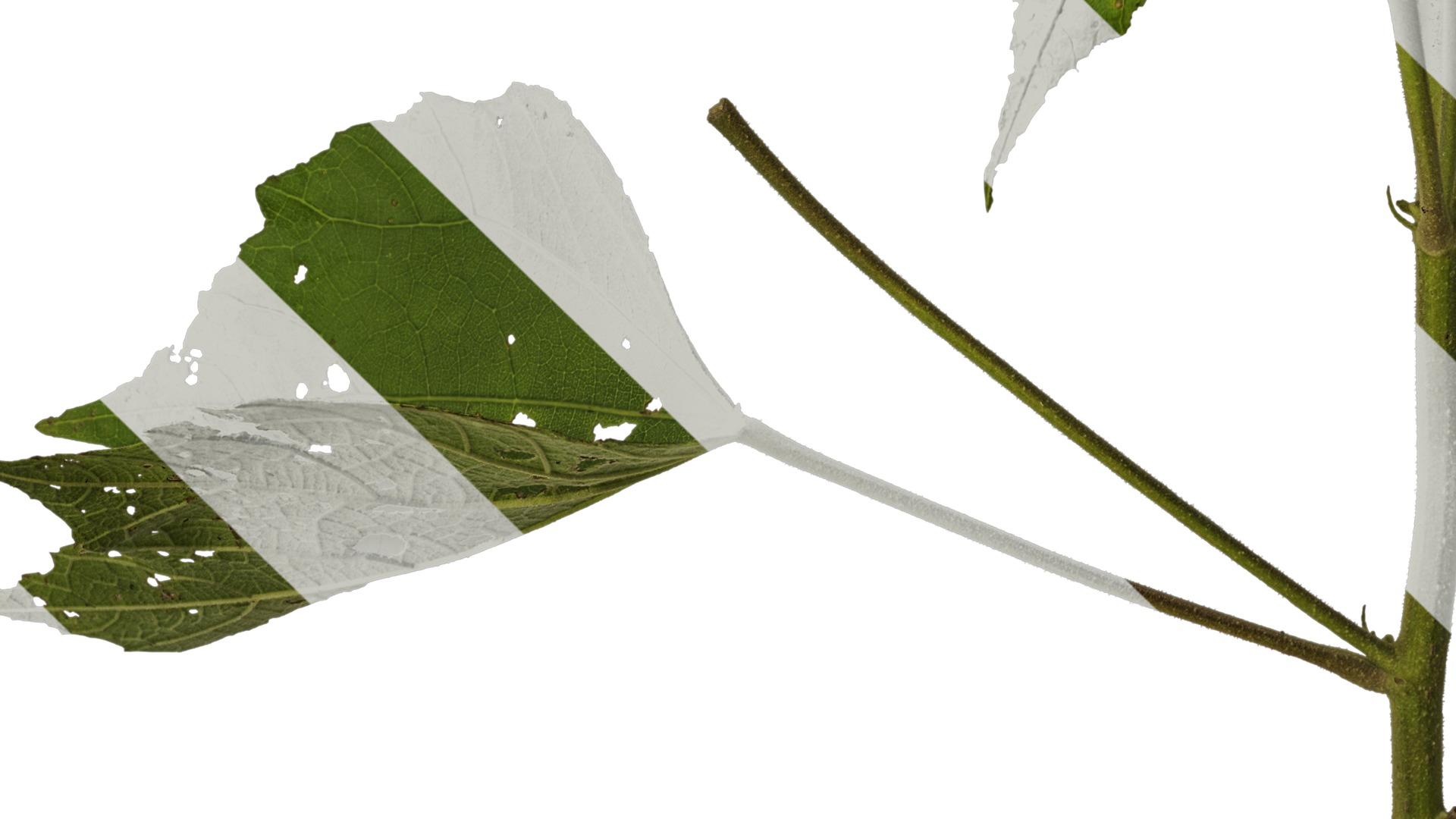 Anydrafts Hibiscus mutabilis Atlas 03 Texture_5