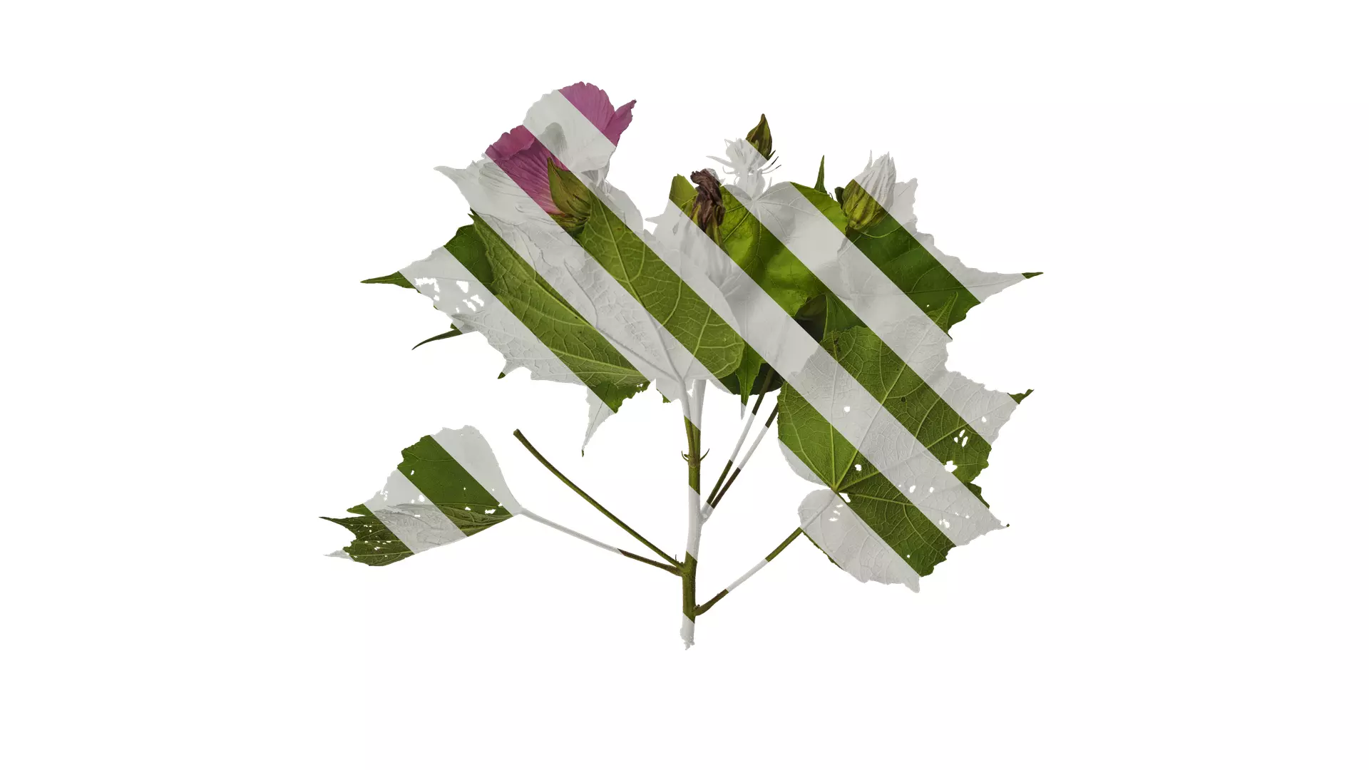 Anydrafts Hibiscus mutabilis Atlas 03 Texture_0