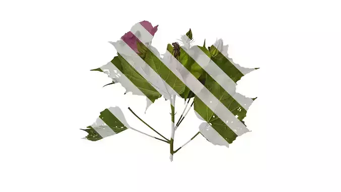 Anydrafts Hibiscus mutabilis Atlas 03