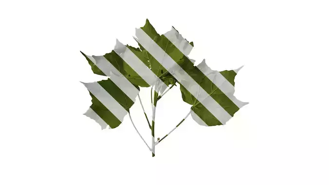 Anydrafts Hibiscus mutabilis Atlas 05