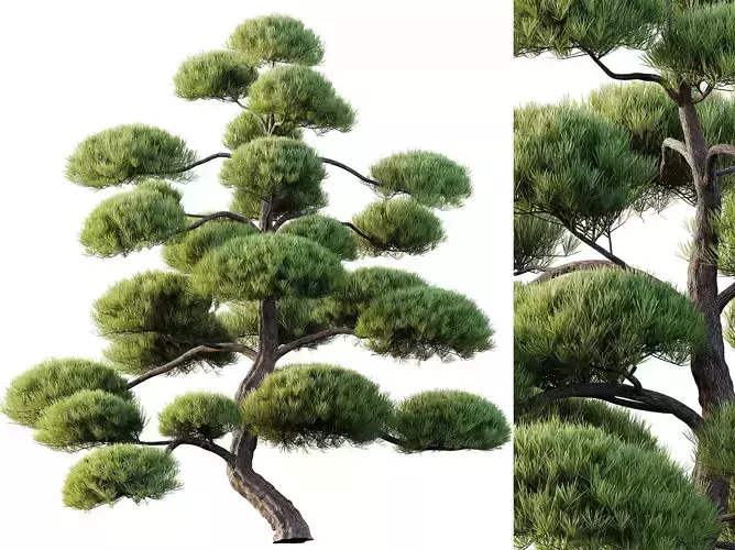 AV Pinus Bonsai Sylvestris Pine Parviflora Scotch Contorta06 3D model