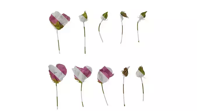 Anydrafts Hibiscus mutabilis Flower 06