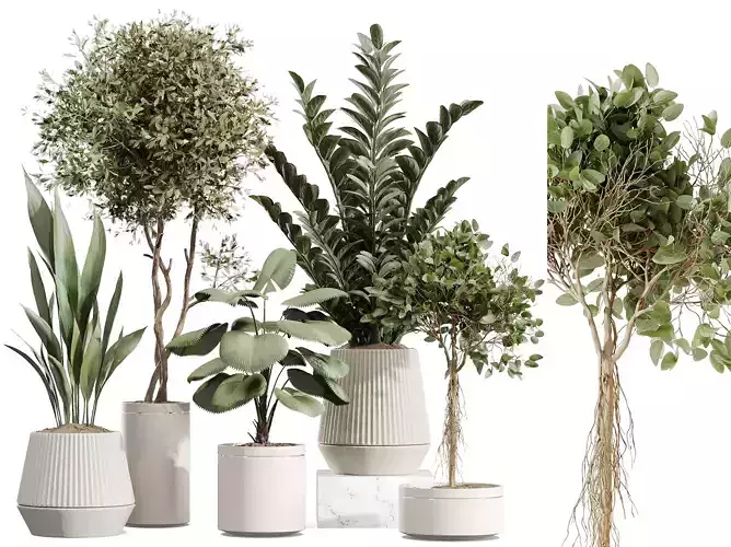 AV Indoor plants set 207 Olive Zamiifolia Licuala Ficus