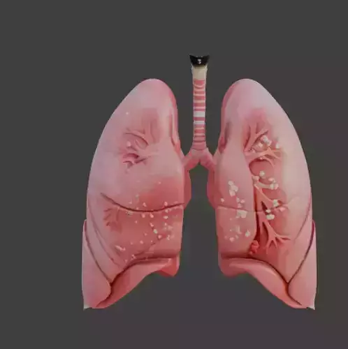Human Lungs  Game-Ready 3D Model with PBR Textures