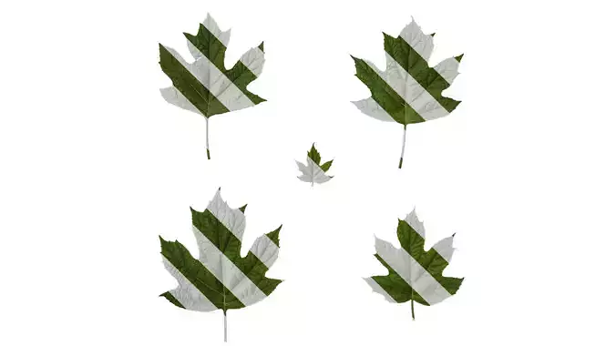 Anydrafts Hydrangea quercifolia Leaf 01