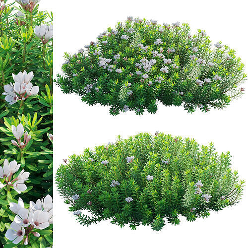Daphne x transatlantica Blafra - Eternal Fragrance 02 3D model