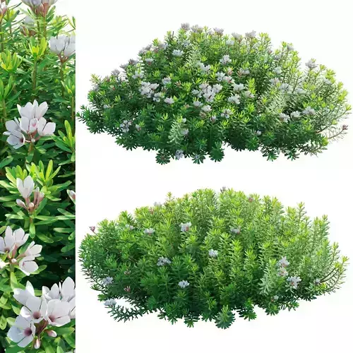 Daphne x transatlantica Blafra - Eternal Fragrance 02