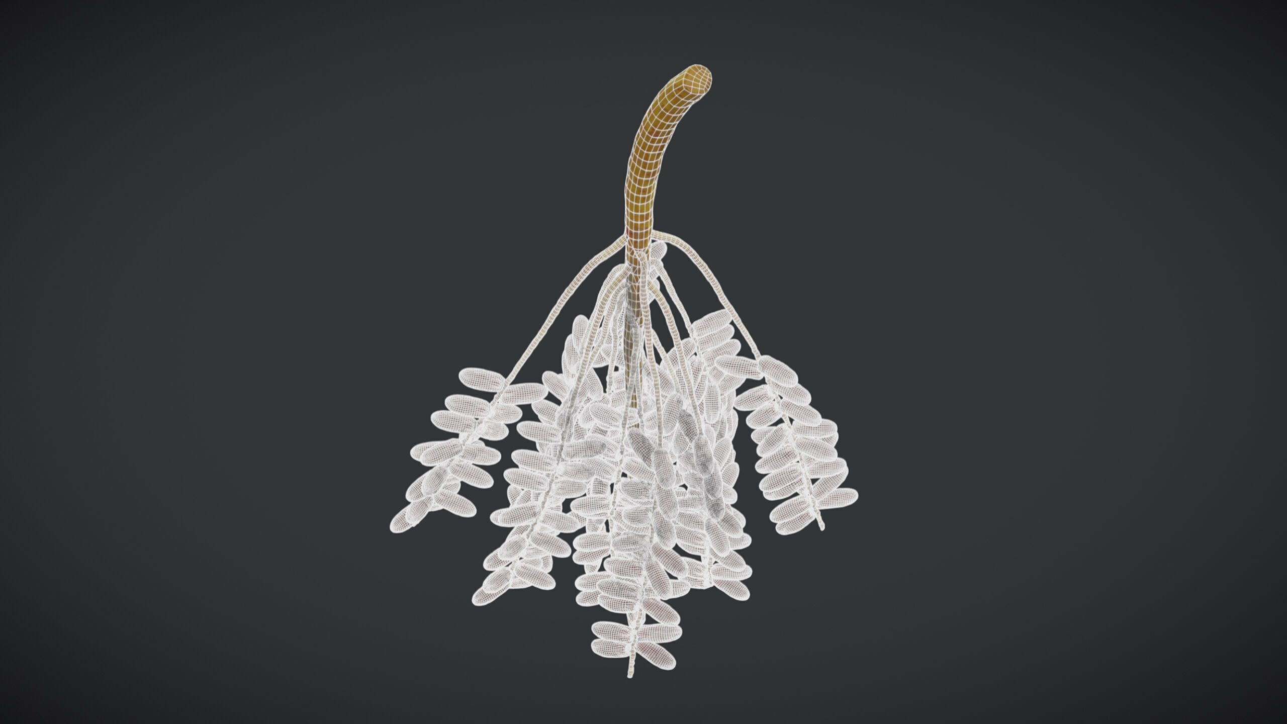 Fruit Date Palm PBR Realistic Low-poly 3D model_5