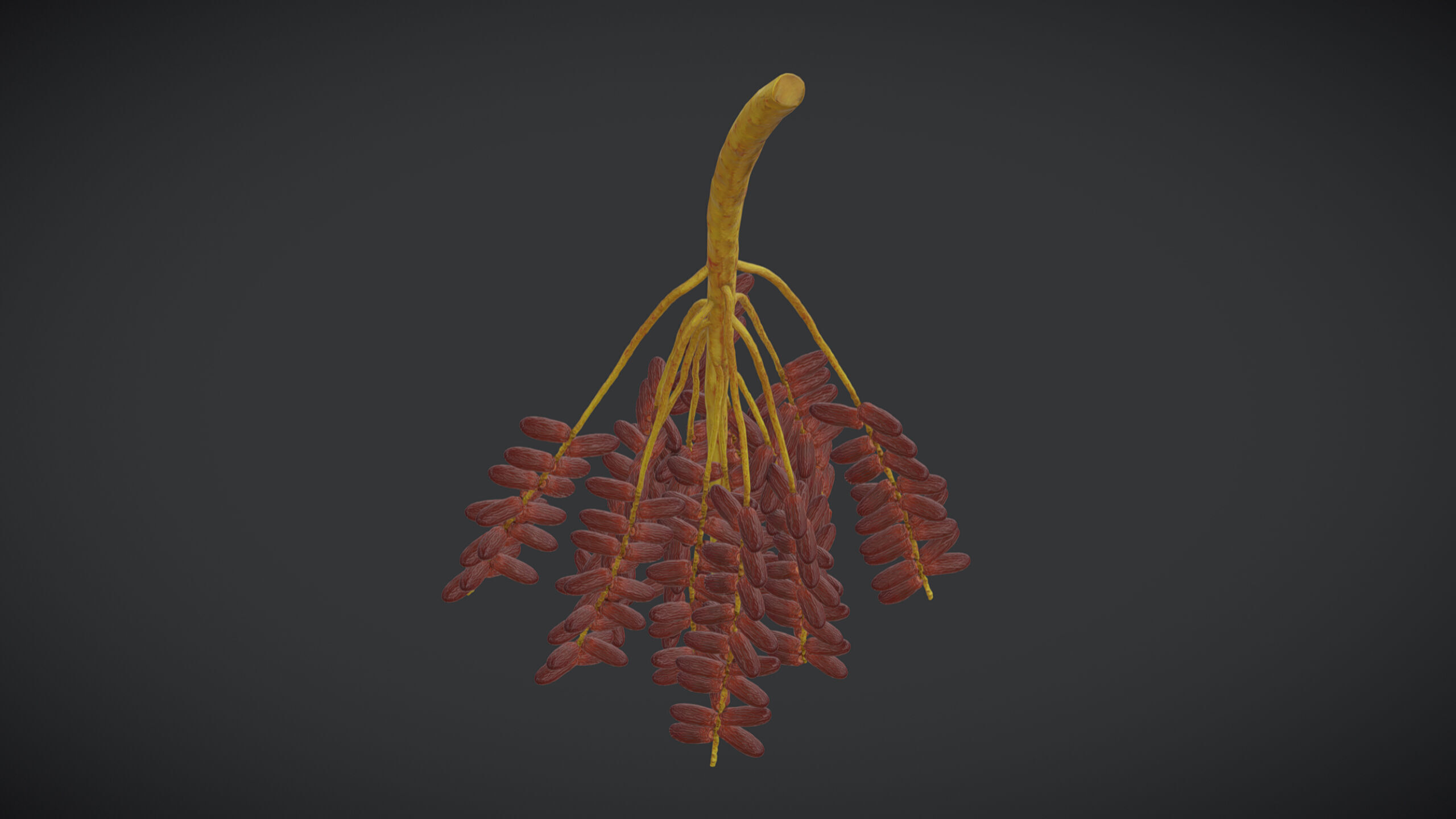 Fruit Date Palm PBR Realistic Low-poly 3D model_4