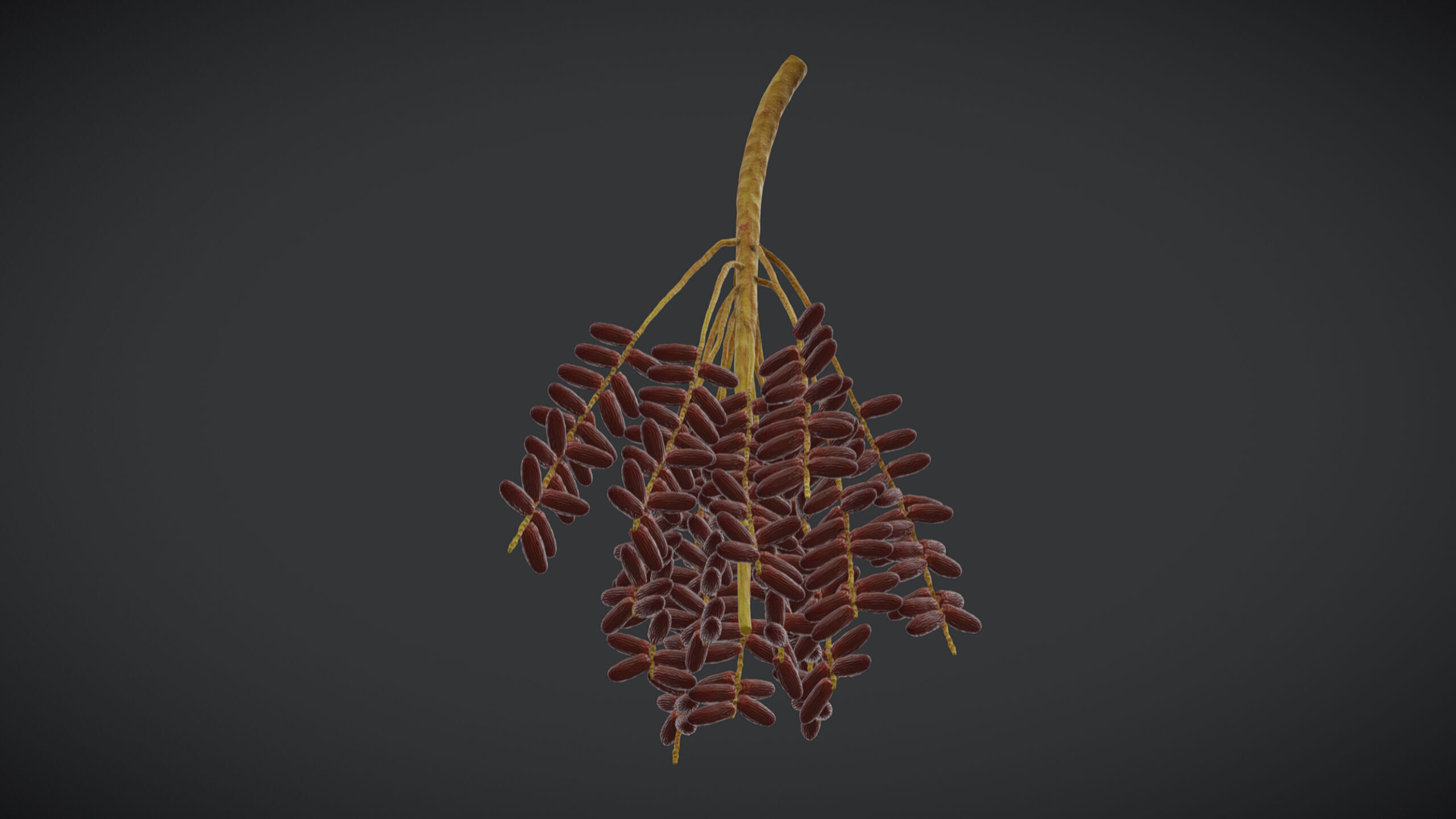 Fruit Date Palm PBR Realistic Low-poly 3D model_2
