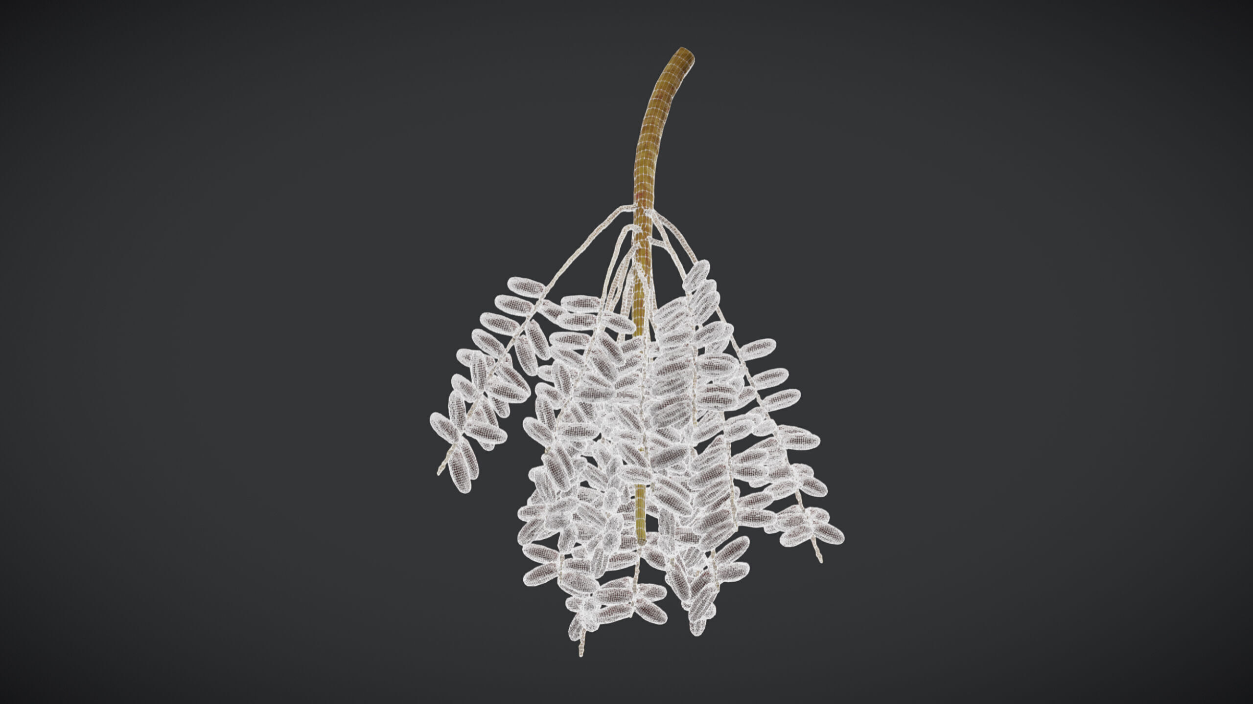 Fruit Date Palm PBR Realistic Low-poly 3D model_3