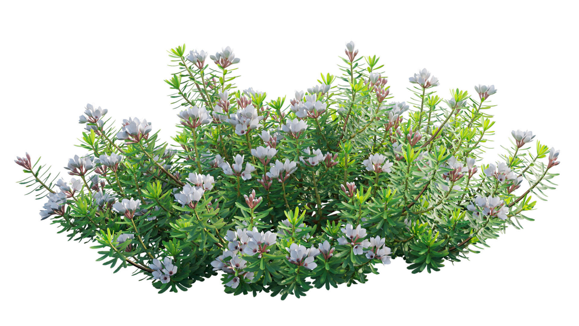 Daphne x transatlantica Blafra - Eternal Fragrance 01 3D model_6