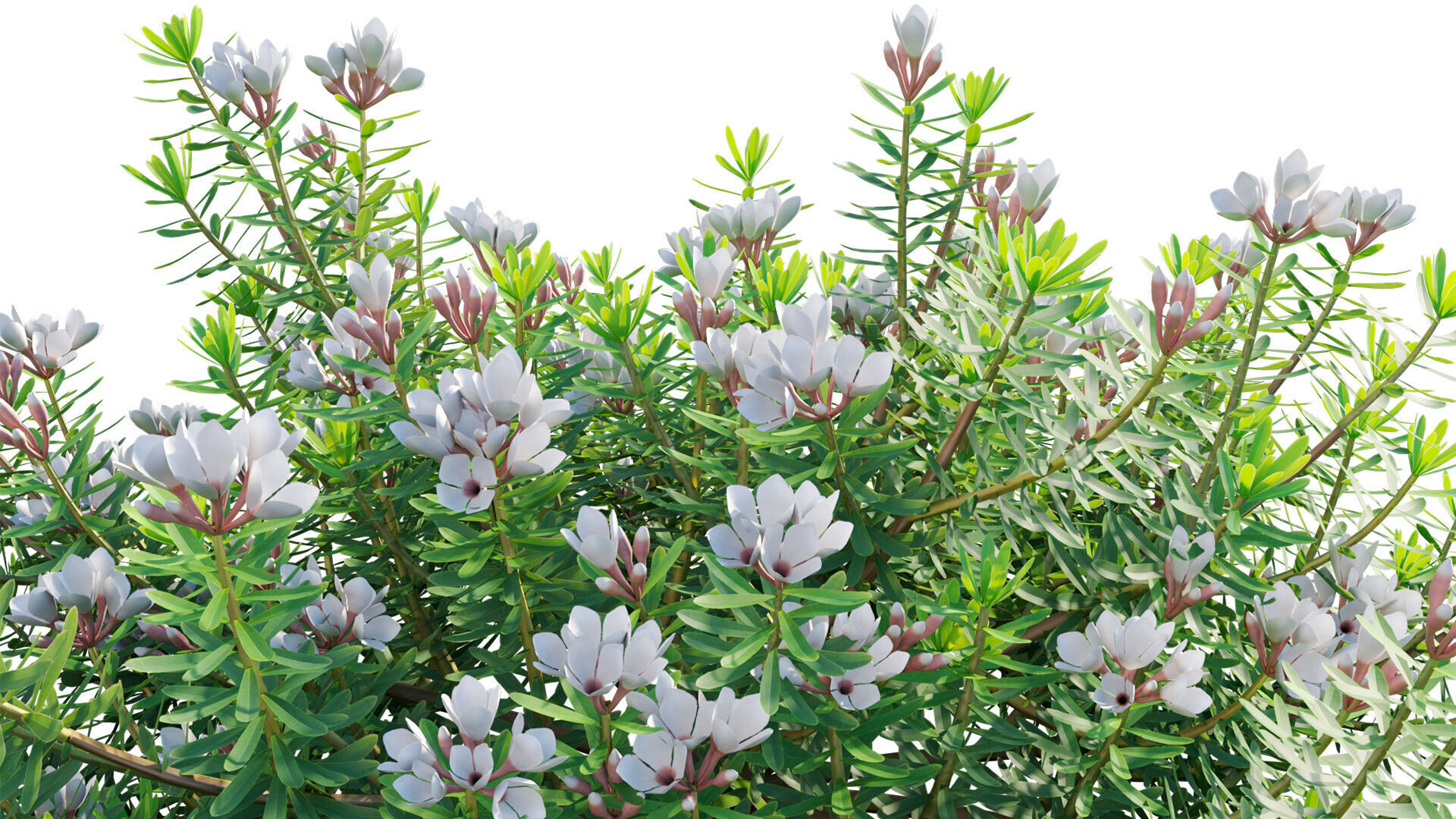 Daphne x transatlantica Blafra - Eternal Fragrance 01 3D model_8