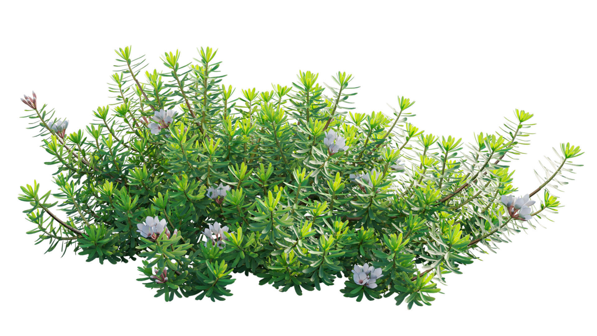 Daphne x transatlantica Blafra - Eternal Fragrance 01 3D model_7