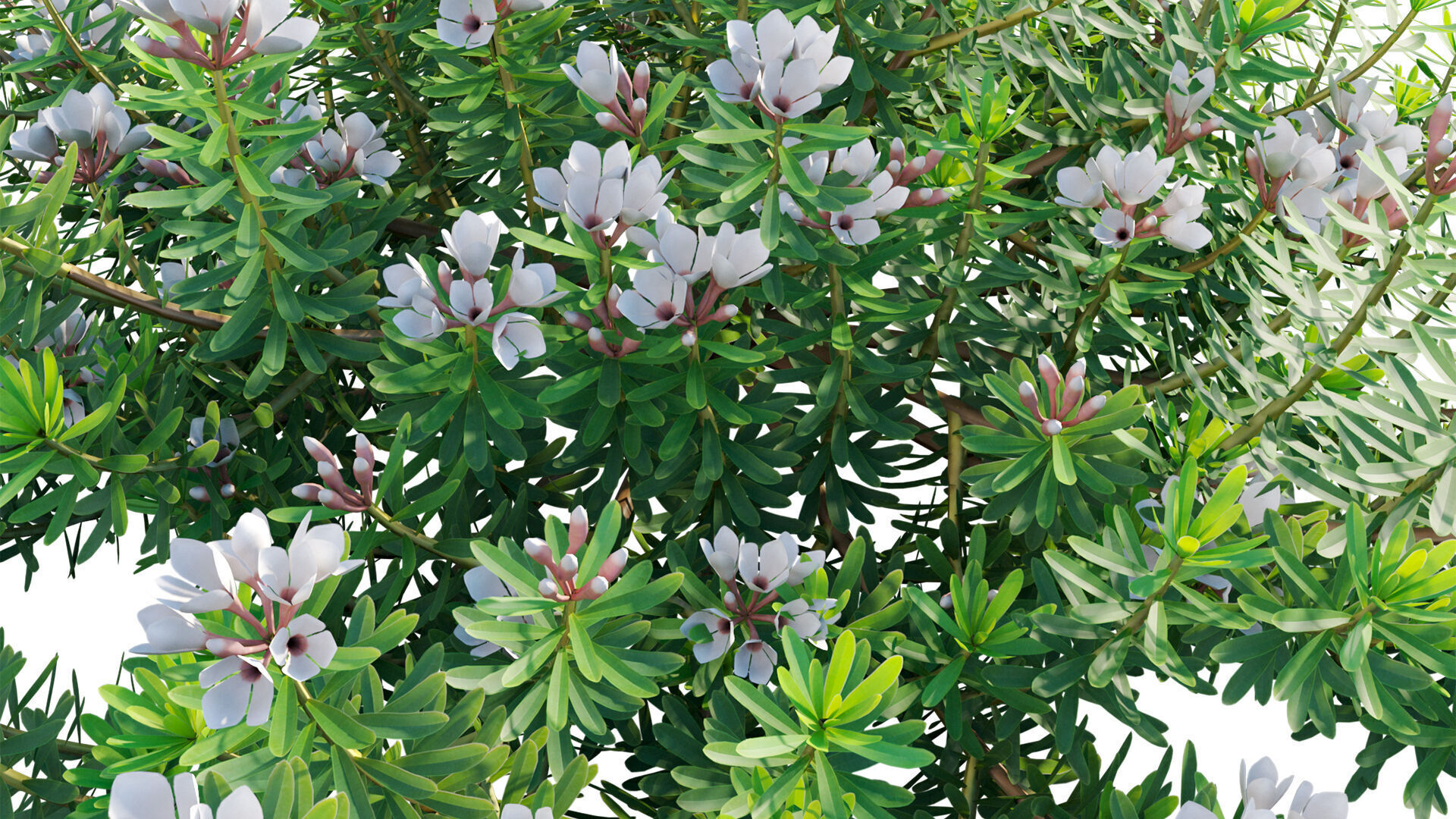 Daphne x transatlantica Blafra - Eternal Fragrance 01 3D model_9