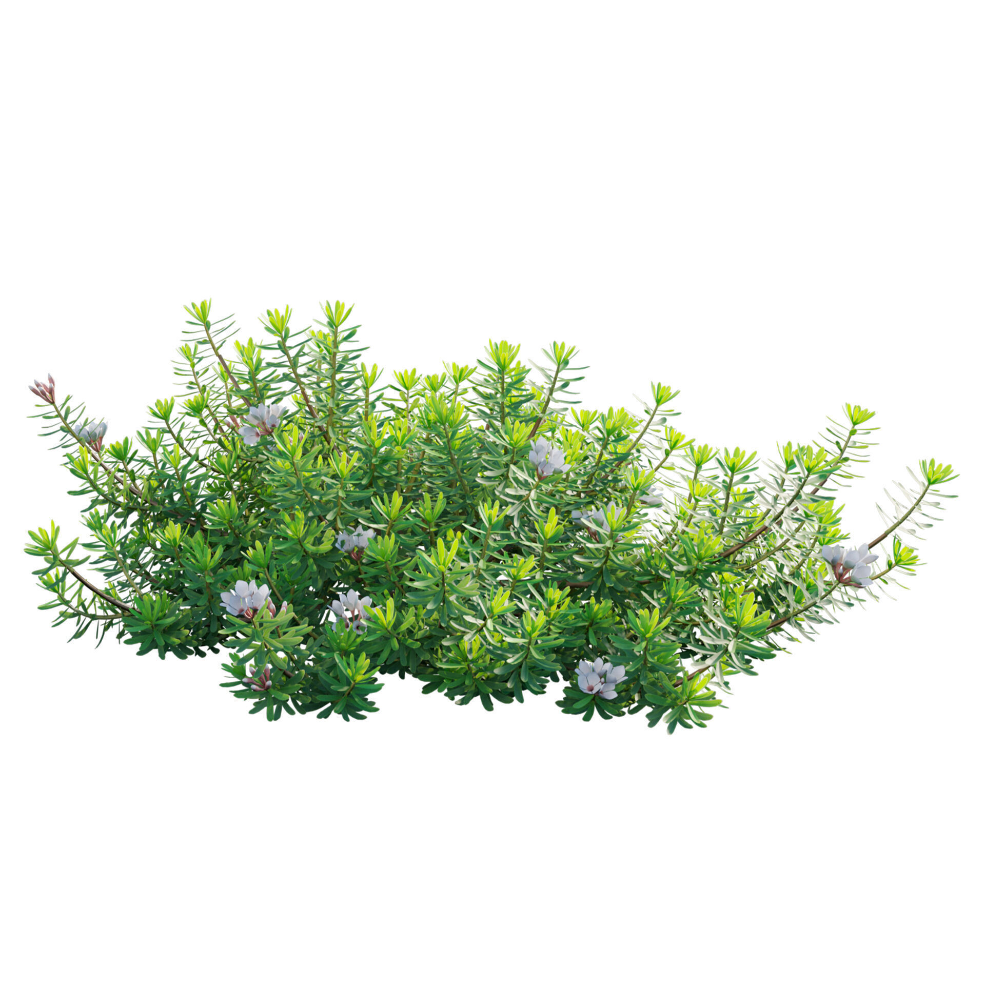 Daphne x transatlantica Blafra - Eternal Fragrance 01 3D model_2