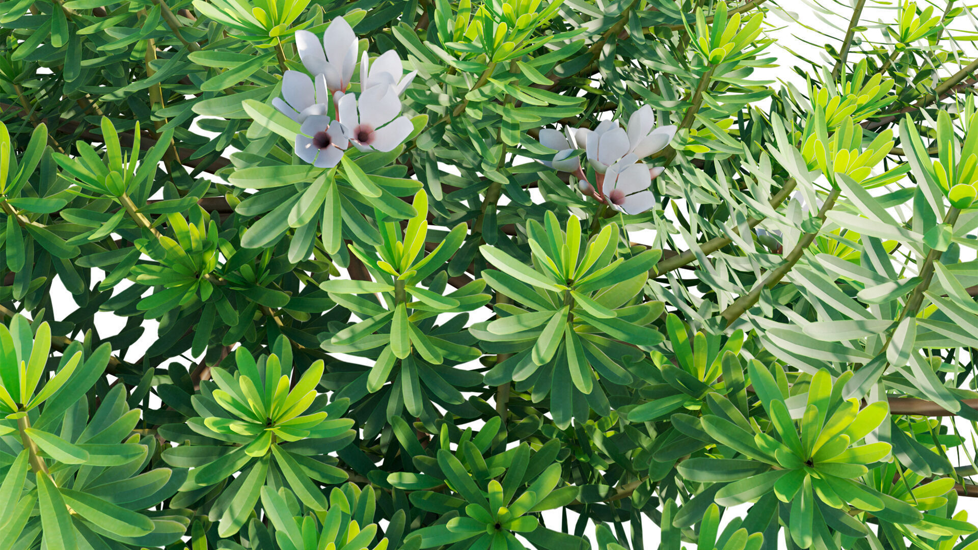 Daphne x transatlantica Blafra - Eternal Fragrance 01 3D model_11