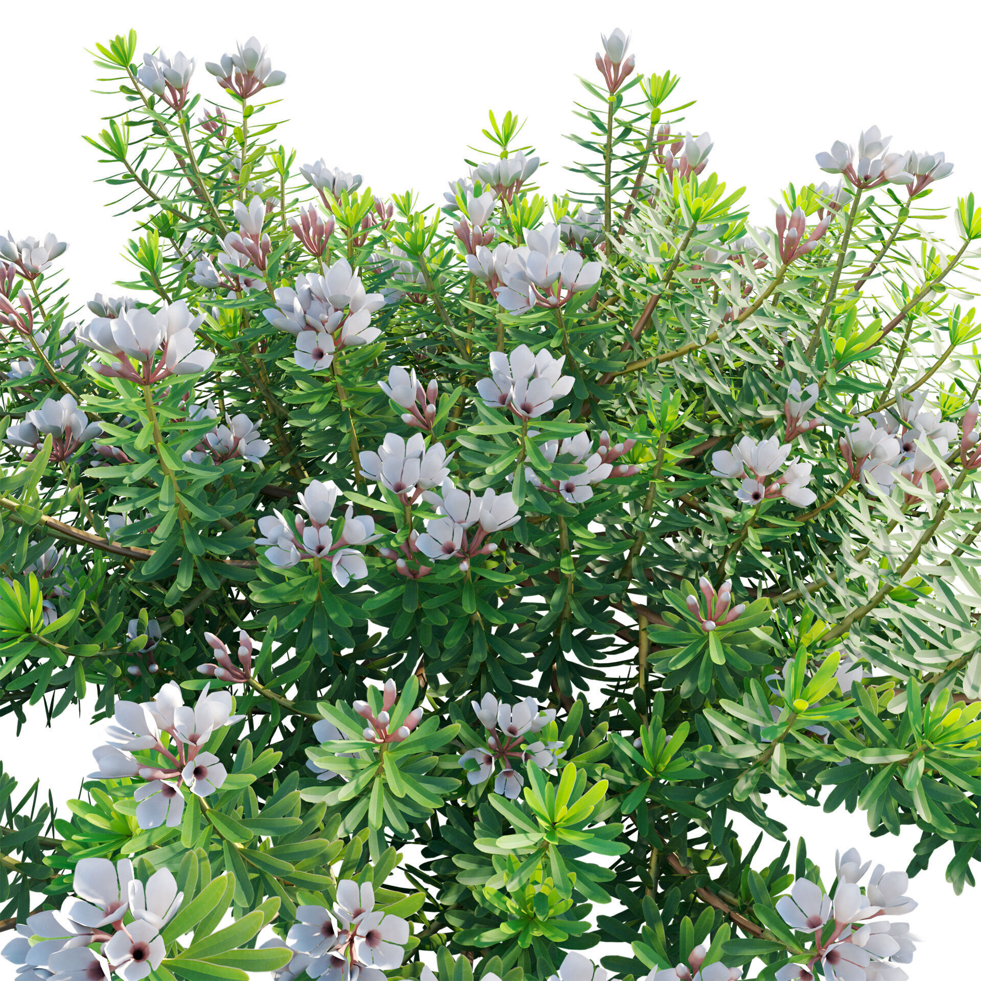 Daphne x transatlantica Blafra - Eternal Fragrance 01 3D model_3