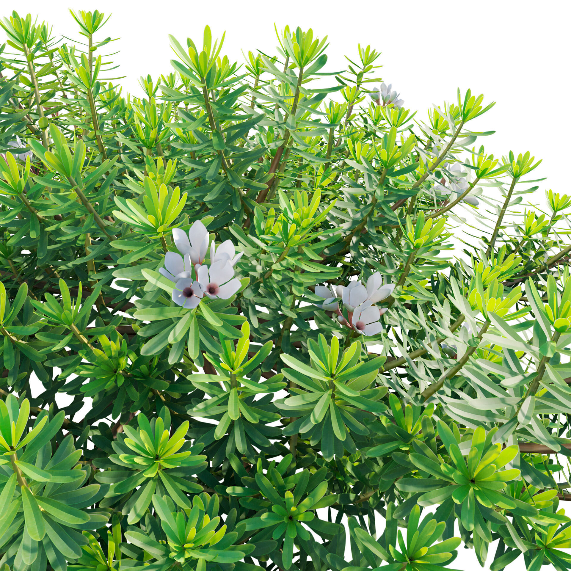 Daphne x transatlantica Blafra - Eternal Fragrance 01 3D model_4