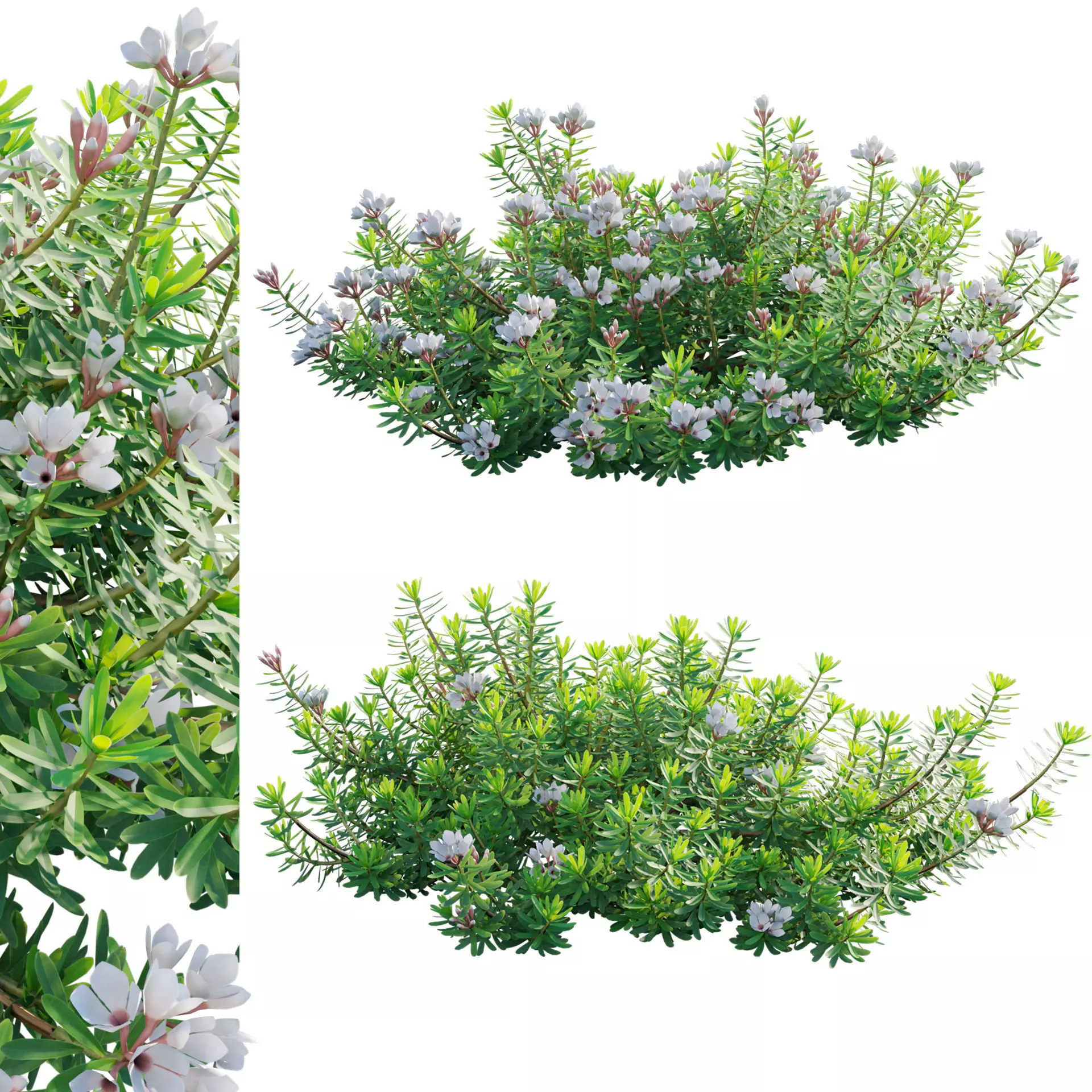 Daphne x transatlantica Blafra - Eternal Fragrance 01 3D model_0