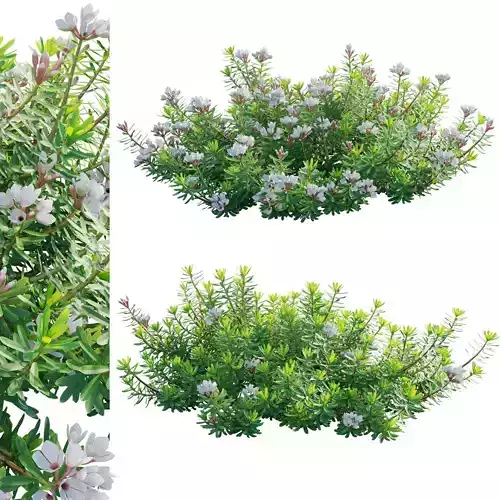 Daphne x transatlantica Blafra - Eternal Fragrance 01