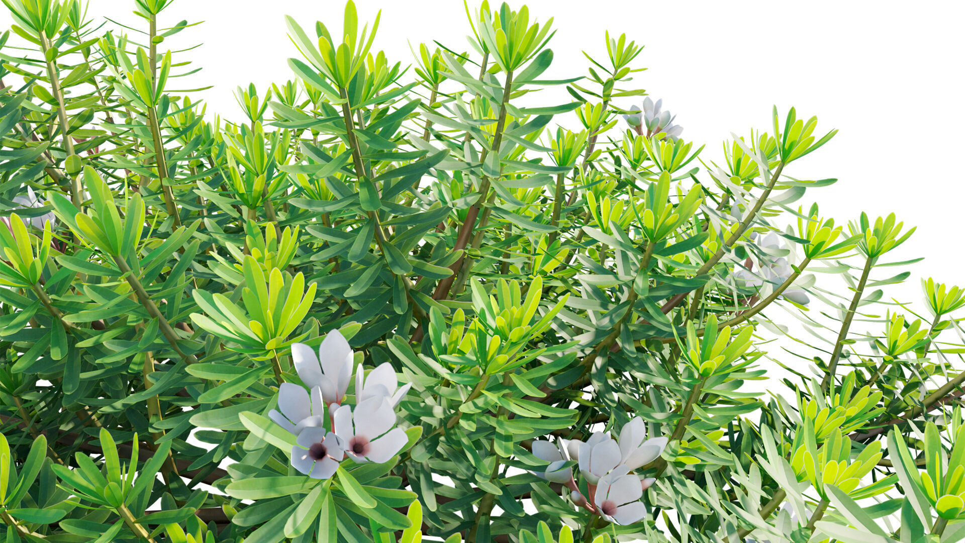 Daphne x transatlantica Blafra - Eternal Fragrance 01 3D model_10