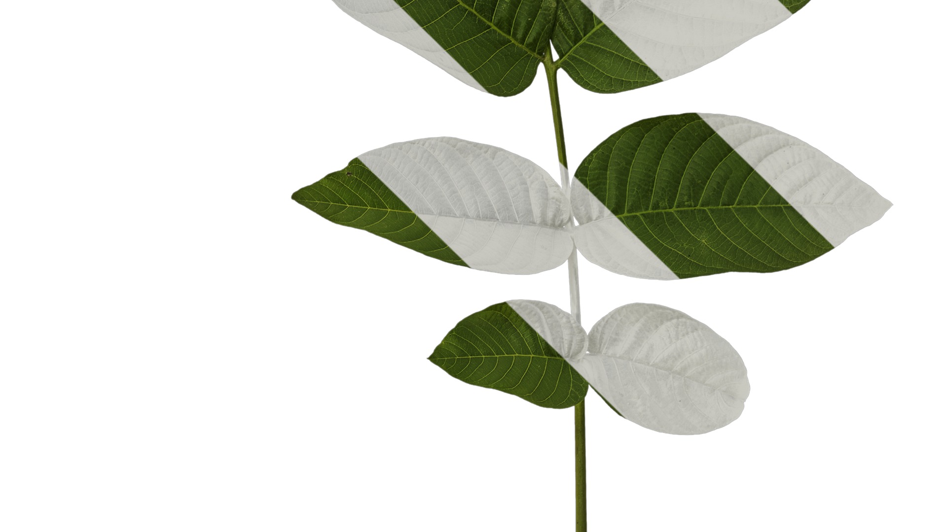 Anydrafts Juglans regia Atlas 01 Texture_4