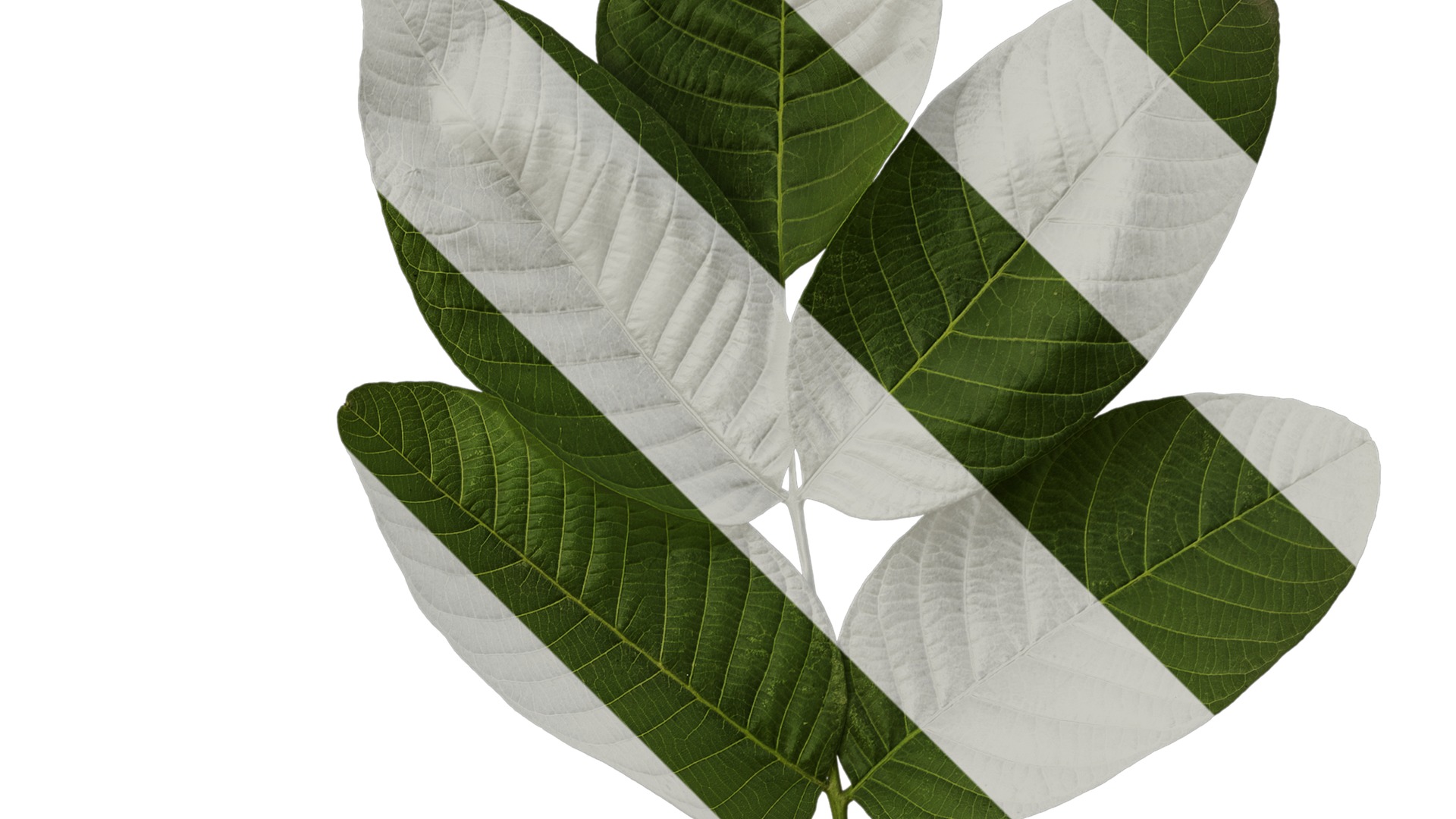 Anydrafts Juglans regia Atlas 01 Texture_2