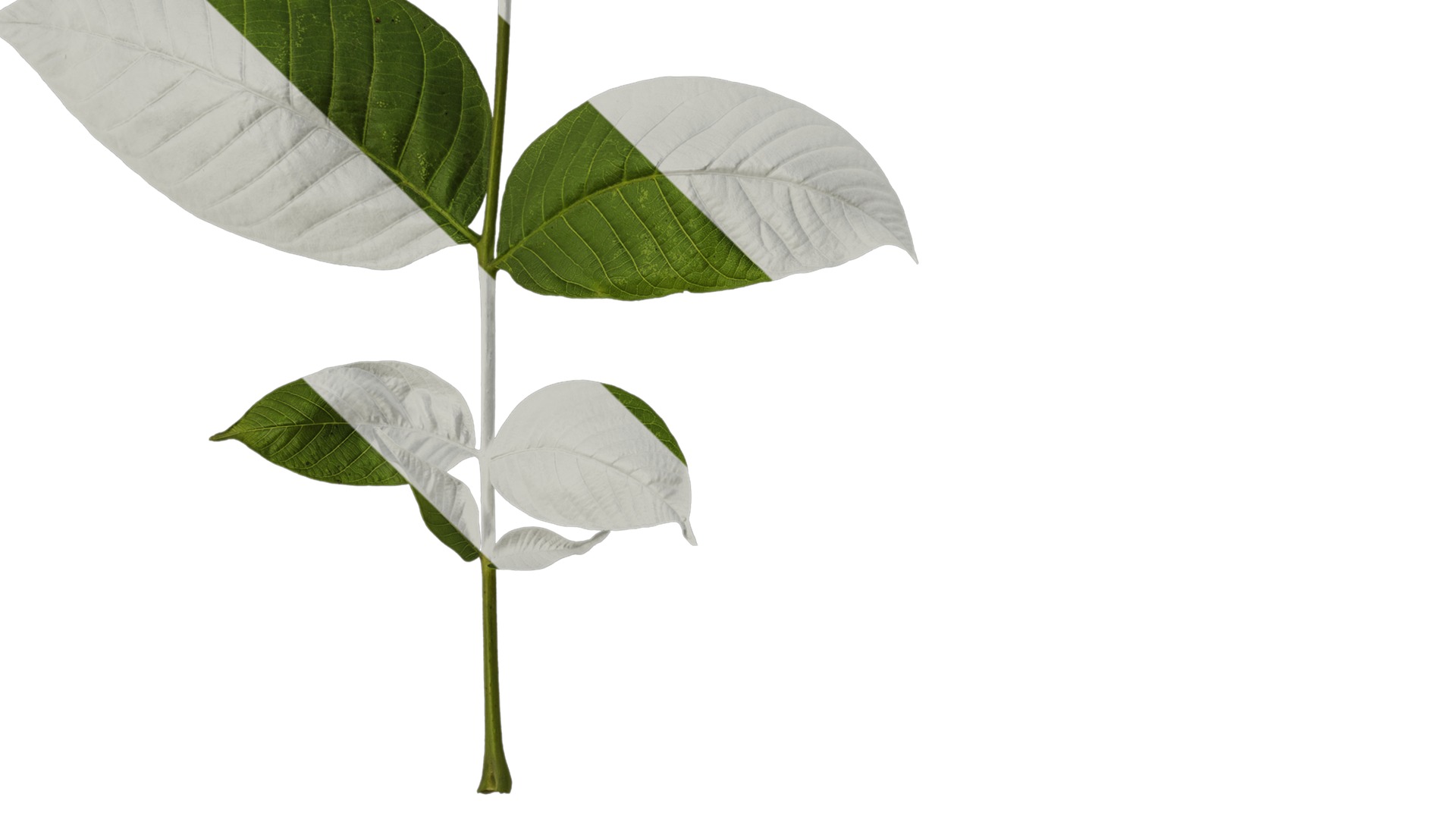 Anydrafts Juglans regia Atlas 01 Texture_3