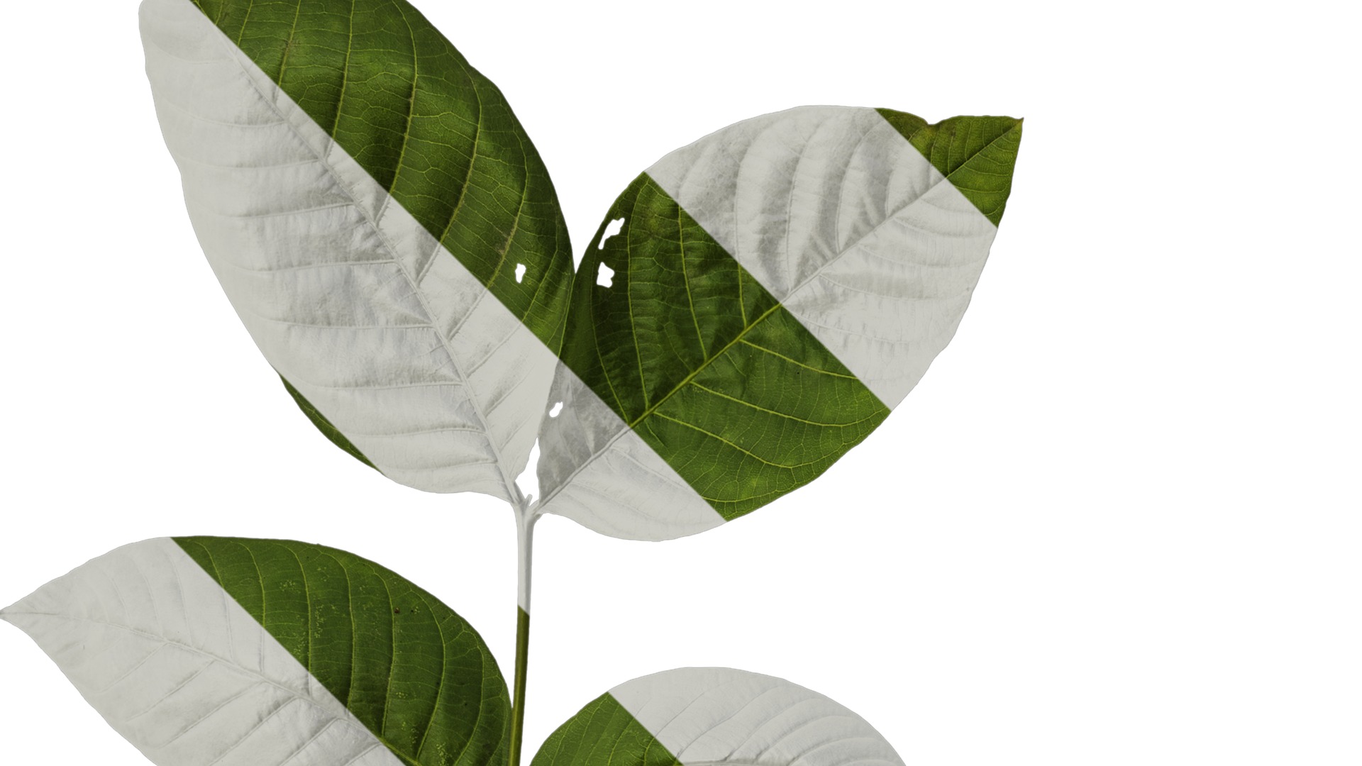 Anydrafts Juglans regia Atlas 01 Texture_1