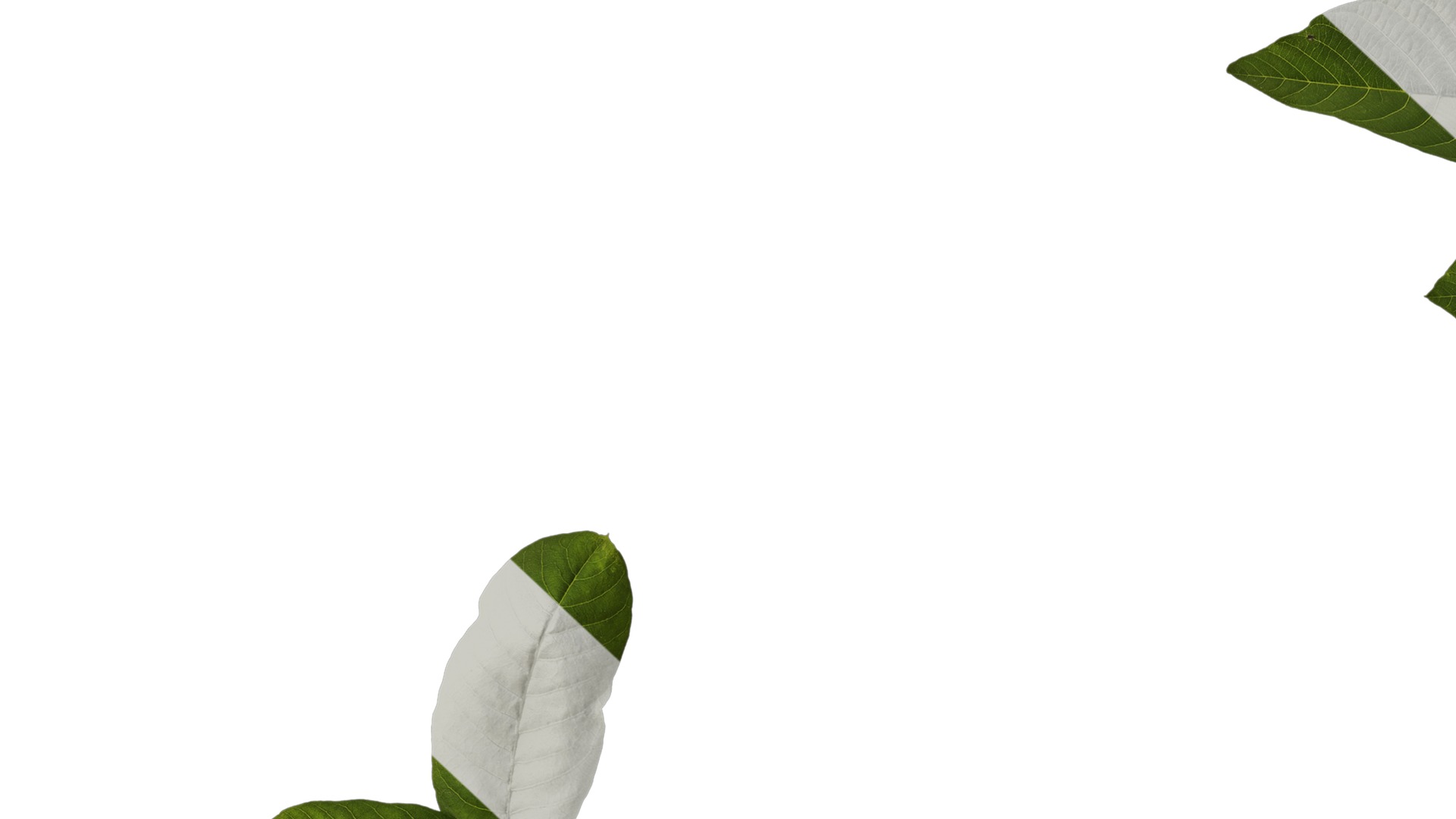 Anydrafts Juglans regia Atlas 01 Texture_7