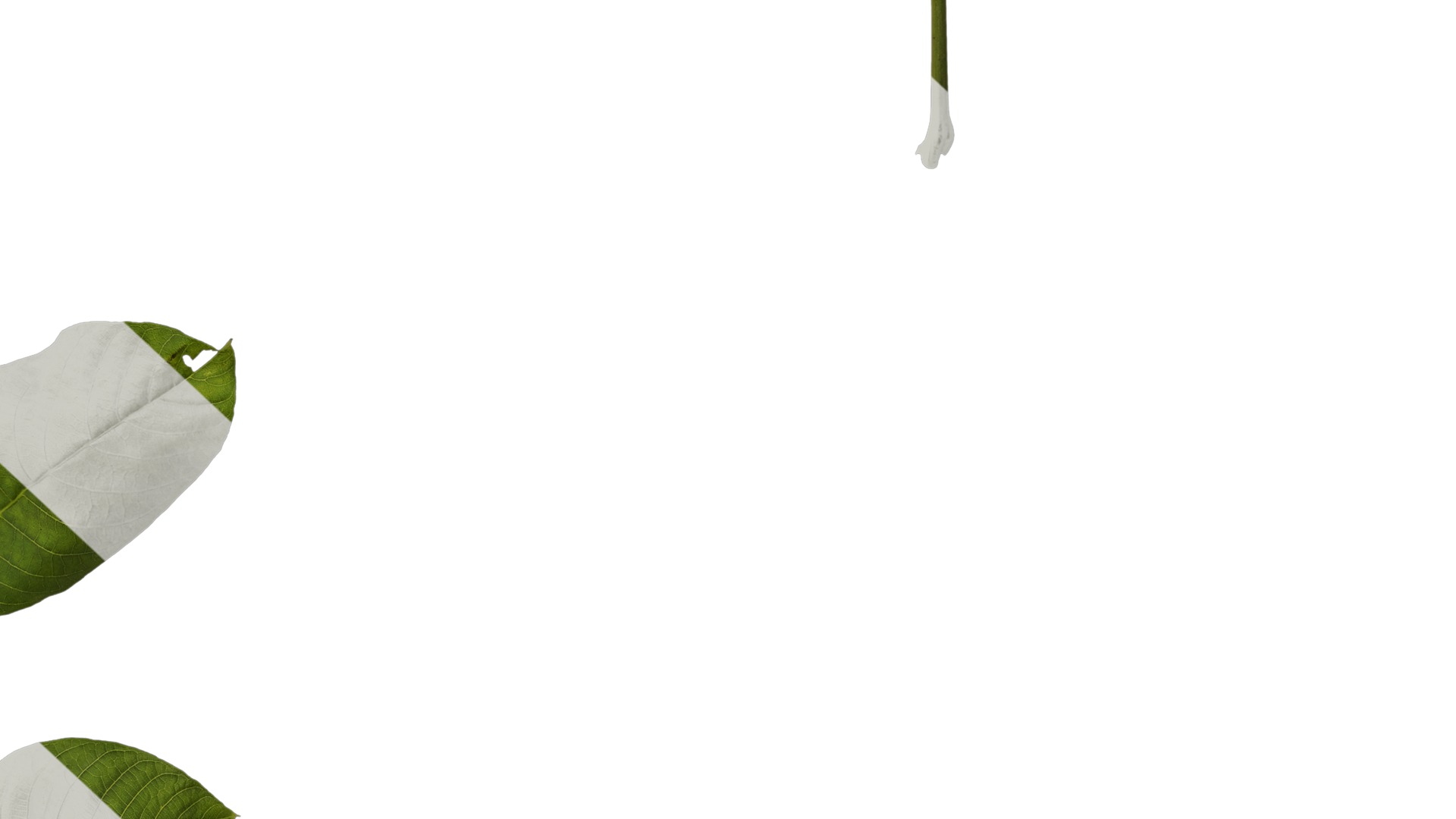 Anydrafts Juglans regia Atlas 01 Texture_6