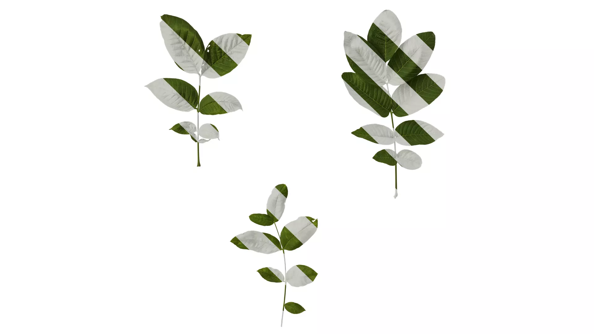 Anydrafts Juglans regia Atlas 01 Texture_0