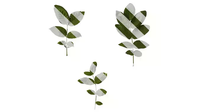 Anydrafts Juglans regia Atlas 01