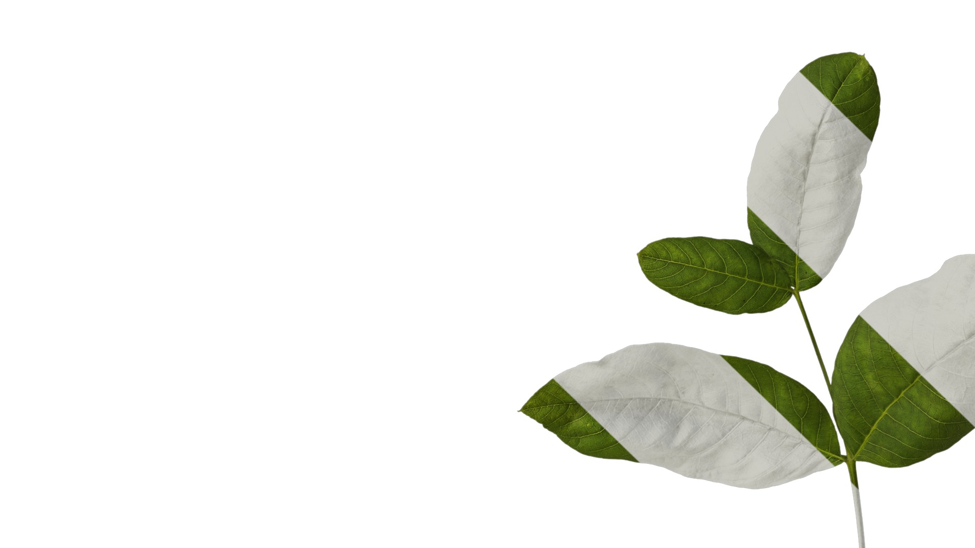 Anydrafts Juglans regia Atlas 01 Texture_5