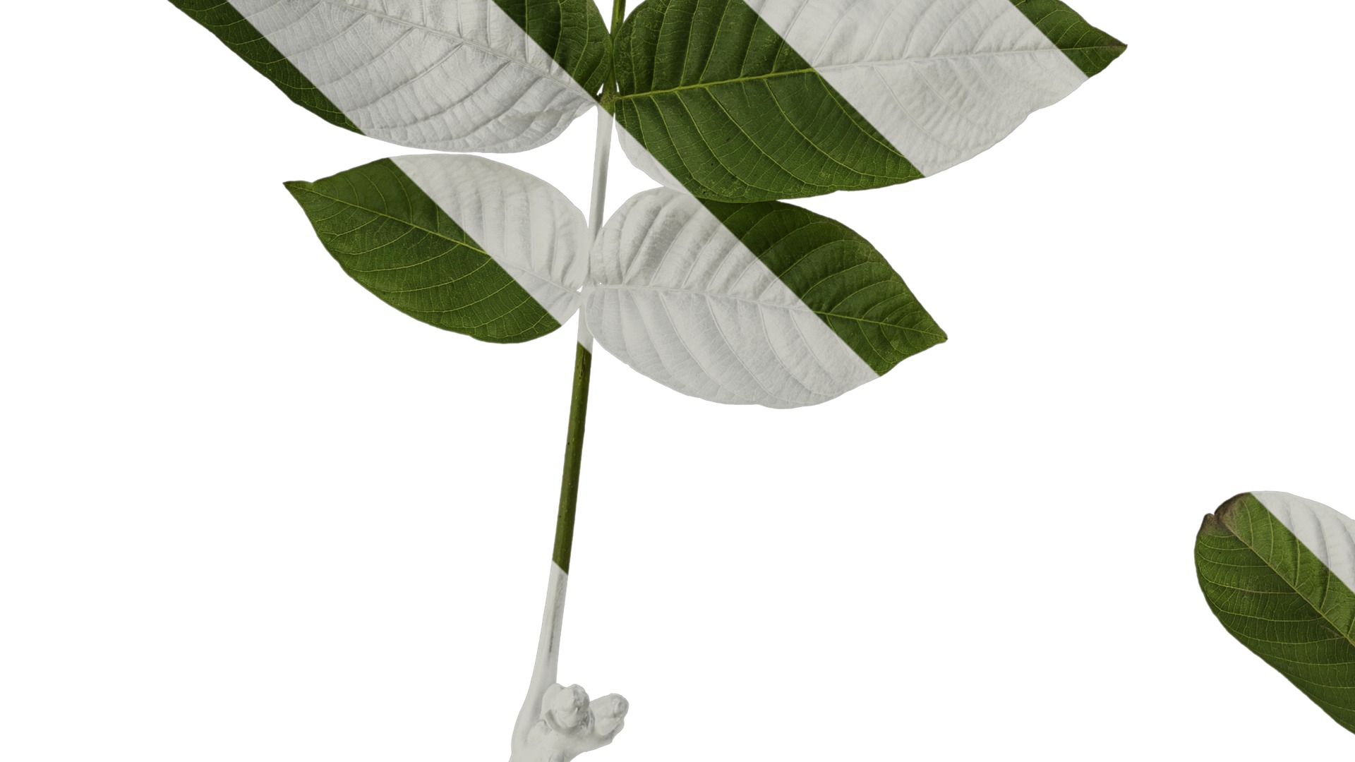 Anydrafts Juglans regia Atlas 02 Texture_5