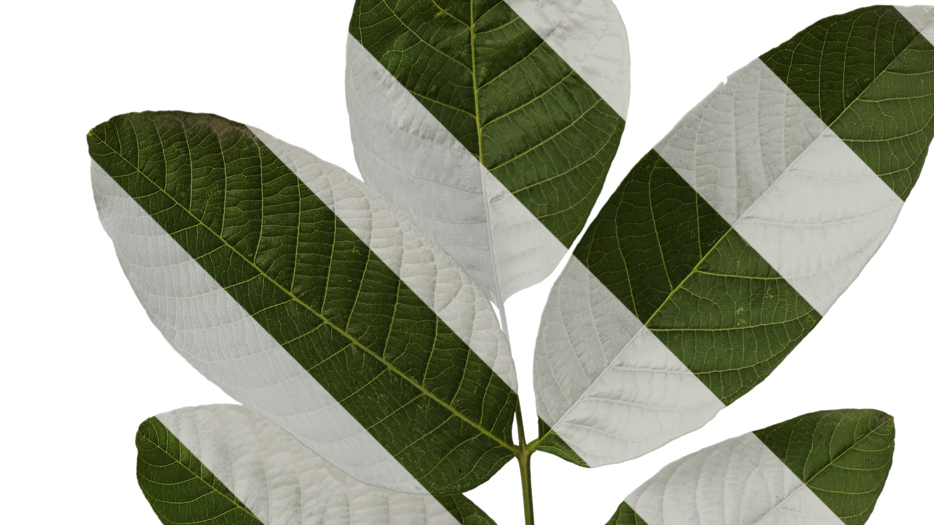 Anydrafts Juglans regia Atlas 02 Texture_2