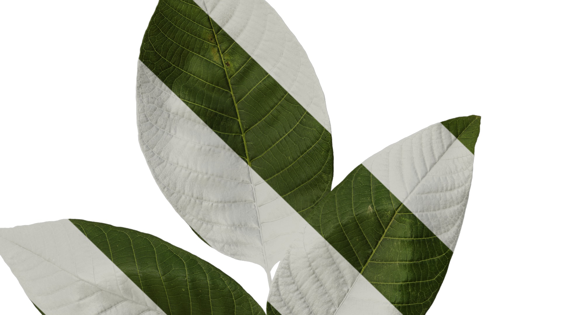 Anydrafts Juglans regia Atlas 02 Texture_1