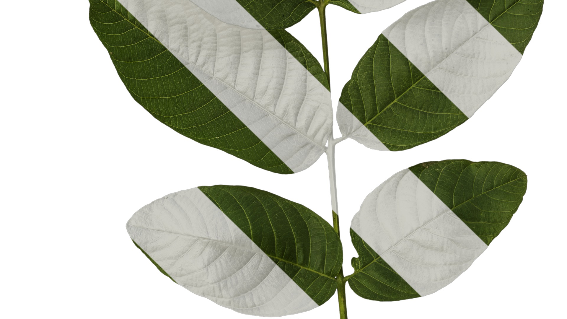 Anydrafts Juglans regia Atlas 02 Texture_4