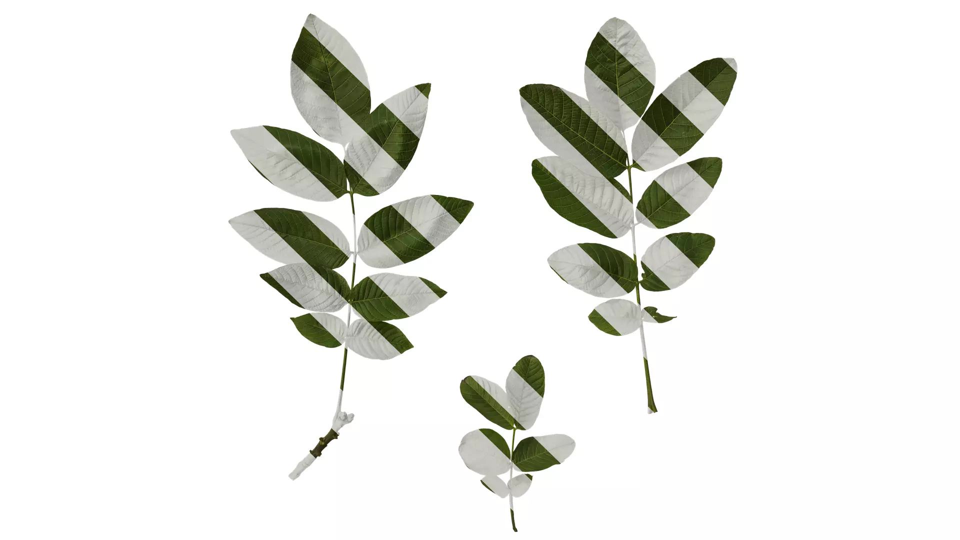 Anydrafts Juglans regia Atlas 02 Texture_0