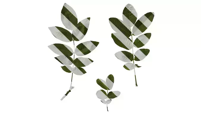 Anydrafts Juglans regia Atlas 02