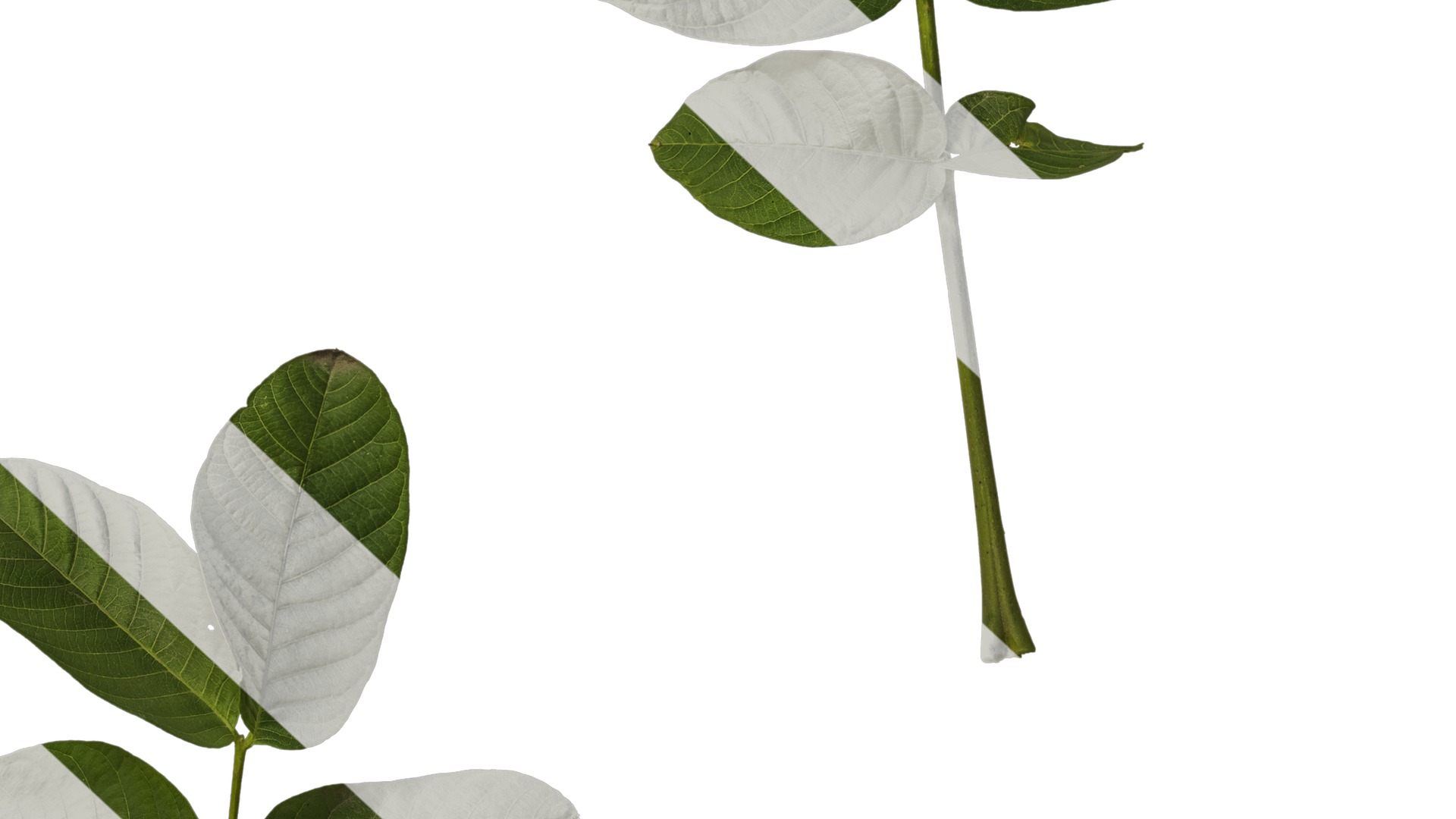 Anydrafts Juglans regia Atlas 02 Texture_6