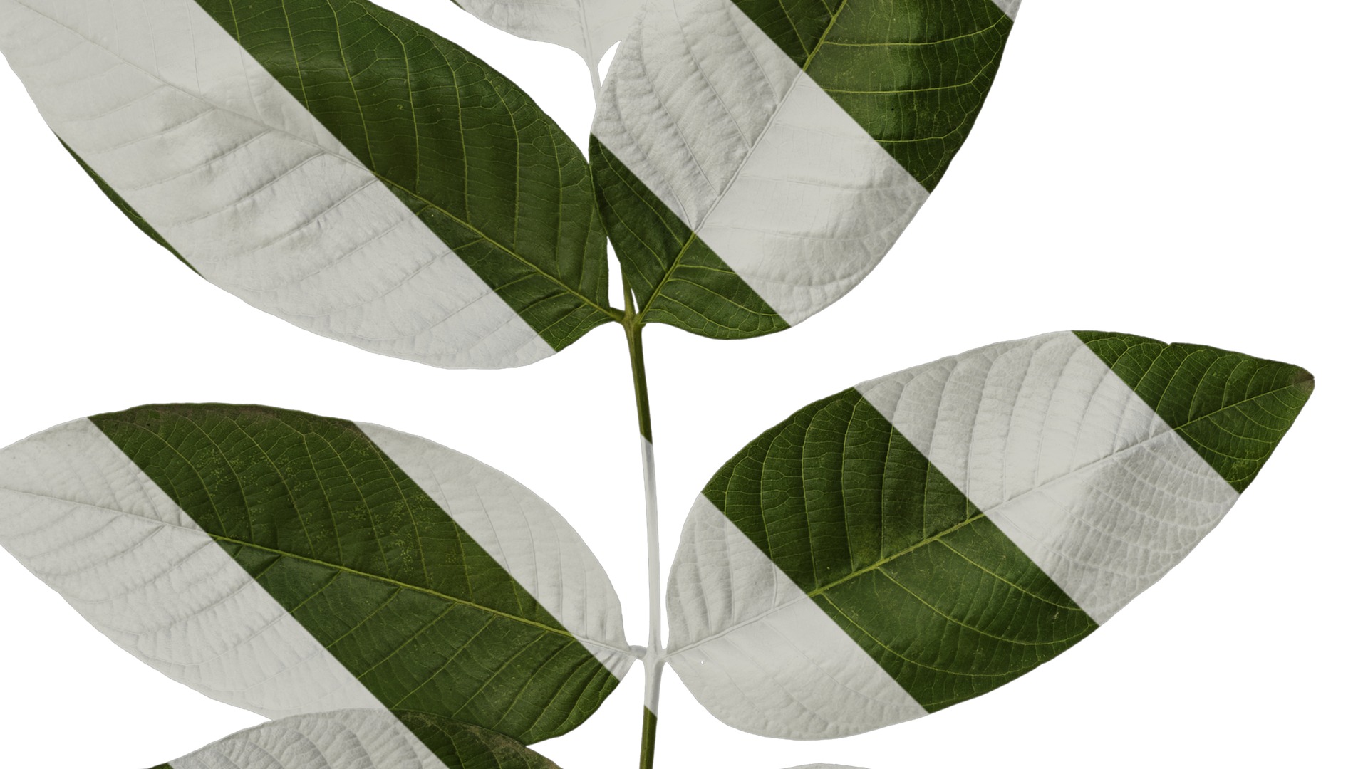 Anydrafts Juglans regia Atlas 02 Texture_3