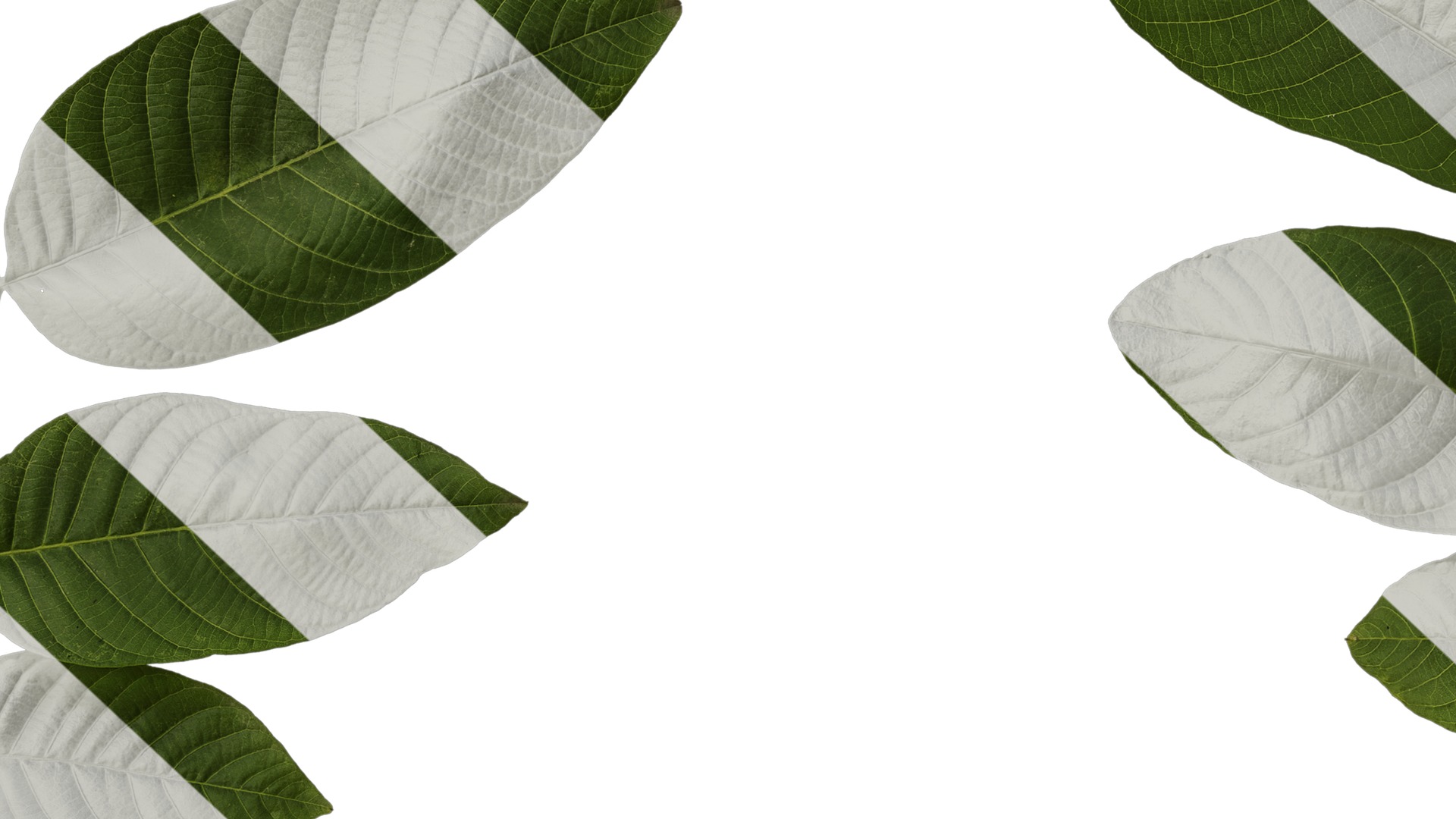 Anydrafts Juglans regia Atlas 02 Texture_7